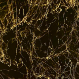 Χρυσός ιστός αράχνης