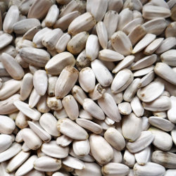 Fehér napraforgó 3 kg