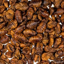 Přadka morušová 500g