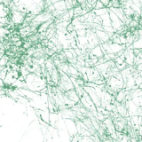 Πράσινος σελαντόν ιστός αράχνης