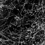 λευκός ιστός αράχνης